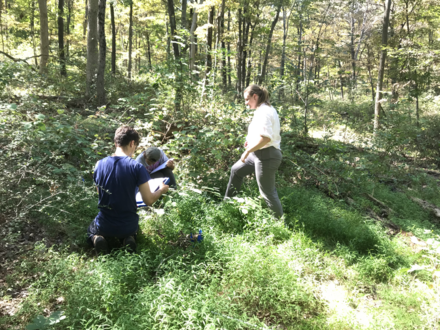Teamwork to harvest 3 long-running experiments on the impacts of an invasive grass